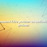 Question : Comment faire pousser un abricotier à partir de graines